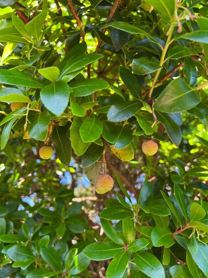 Rosa Do Canto مونتي المظهر الخارجي الصورة