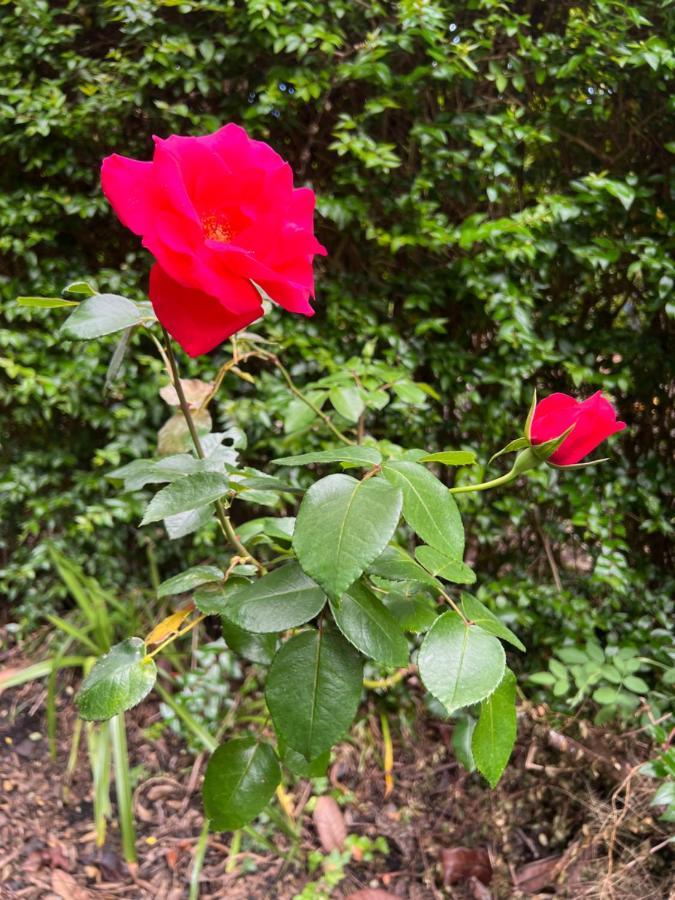 Rosa Do Canto مونتي المظهر الخارجي الصورة