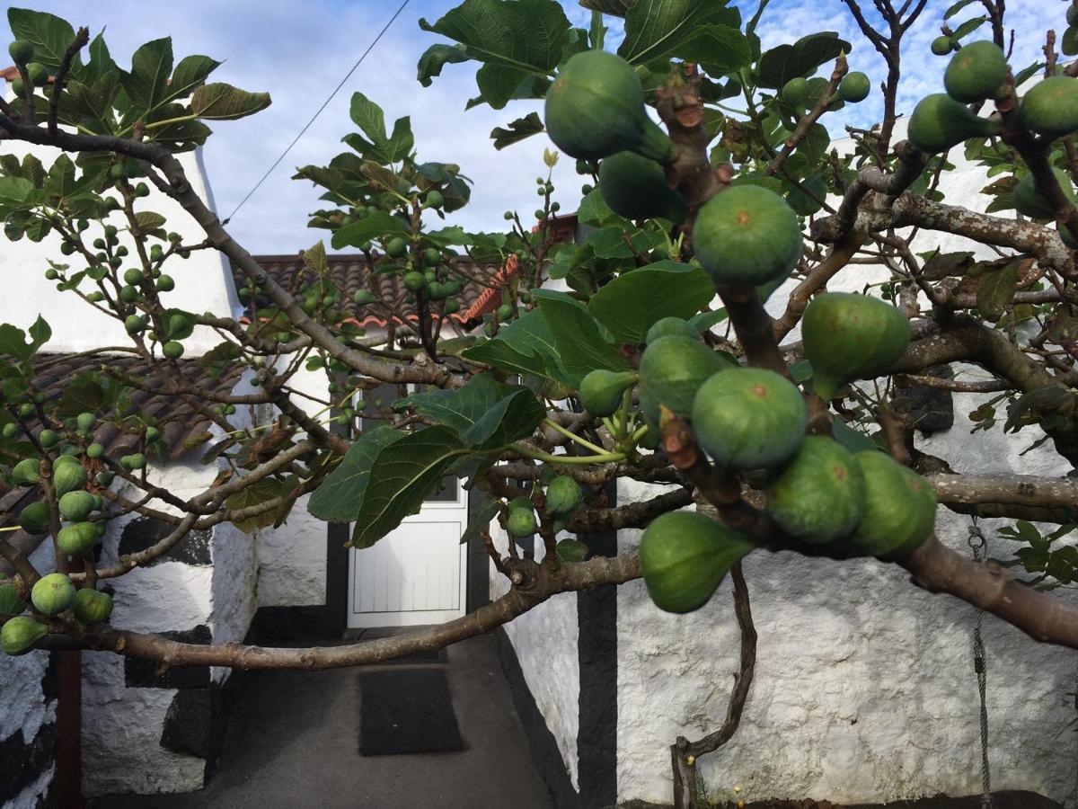 Rosa Do Canto مونتي المظهر الخارجي الصورة