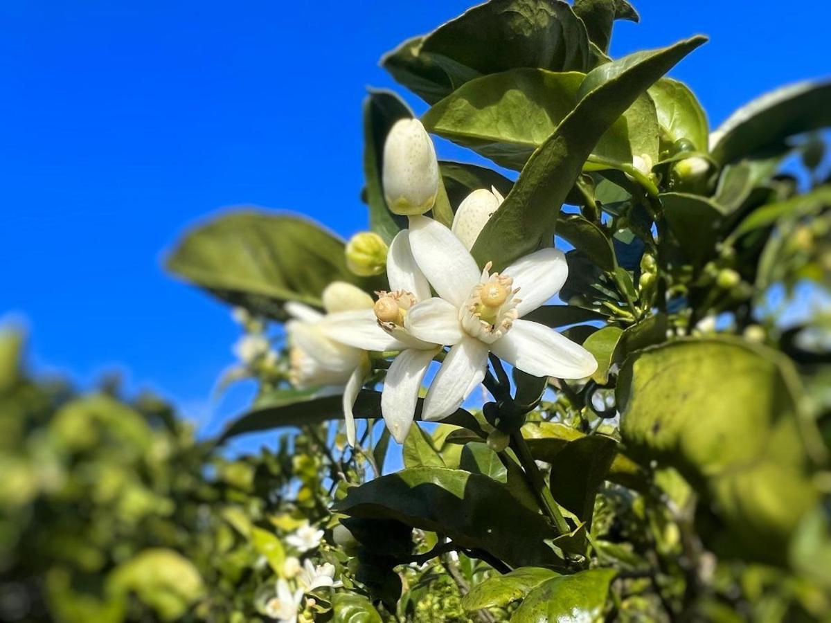 Rosa Do Canto مونتي المظهر الخارجي الصورة